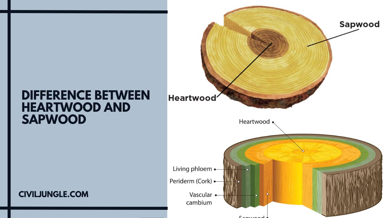 Difference Between Heartwood and Sapwood