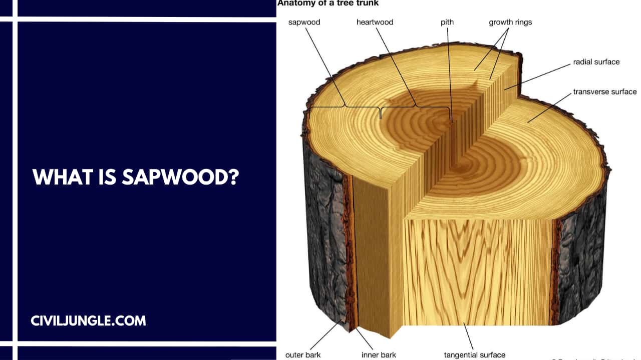 What Is Sapwood?