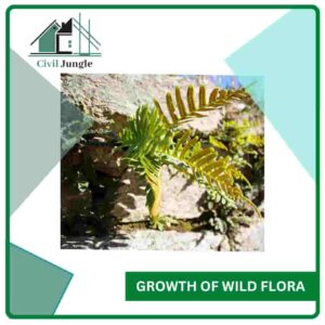 Growth of Wild Flora