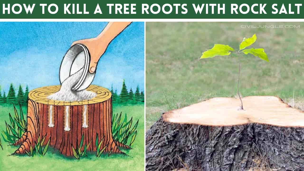 How to Kill a Tree Roots with Rock Salt