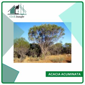 Acacia Acuminata